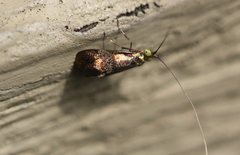 Nemophora