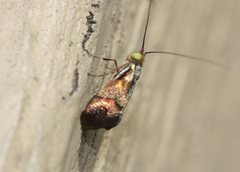 Nemophora