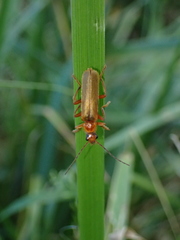 Cantharis figurata