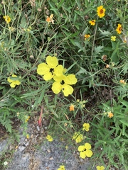 Calylophus