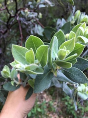 Arctostaphylos hooveri