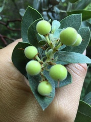 Arctostaphylos hooveri