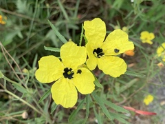 Calylophus