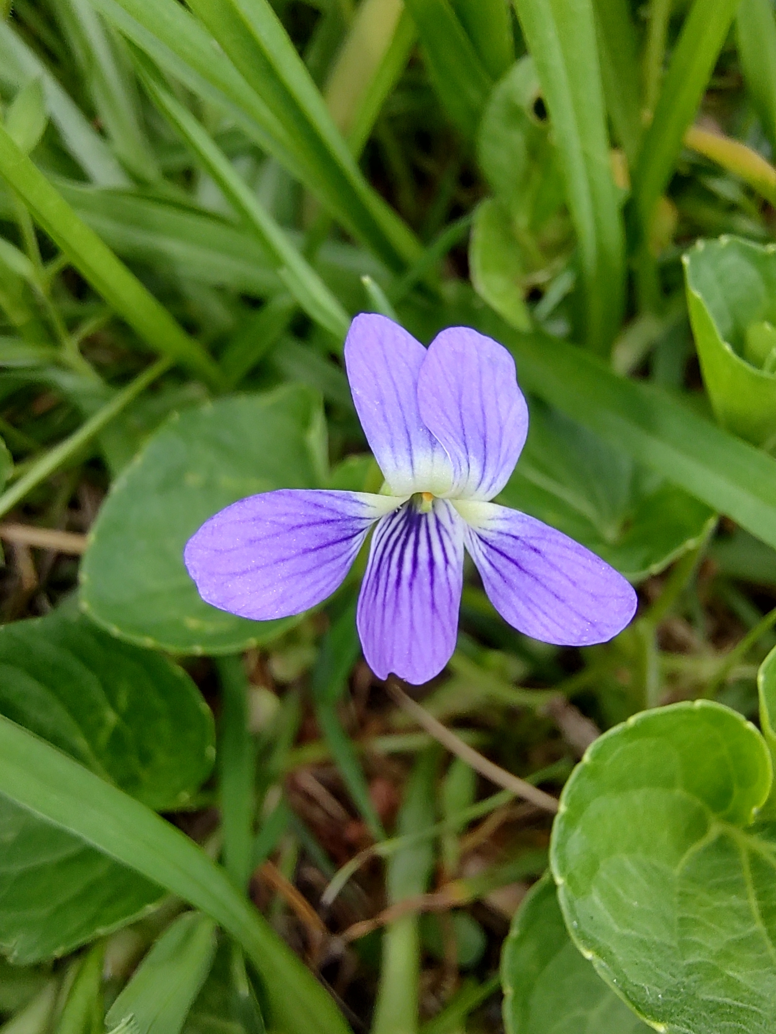 Violeta