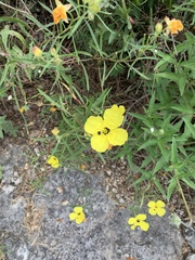 Calylophus