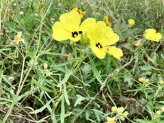 Calylophus