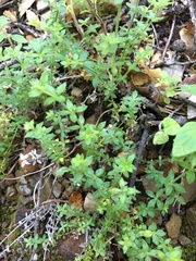 Galium californicum