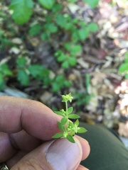 Galium californicum