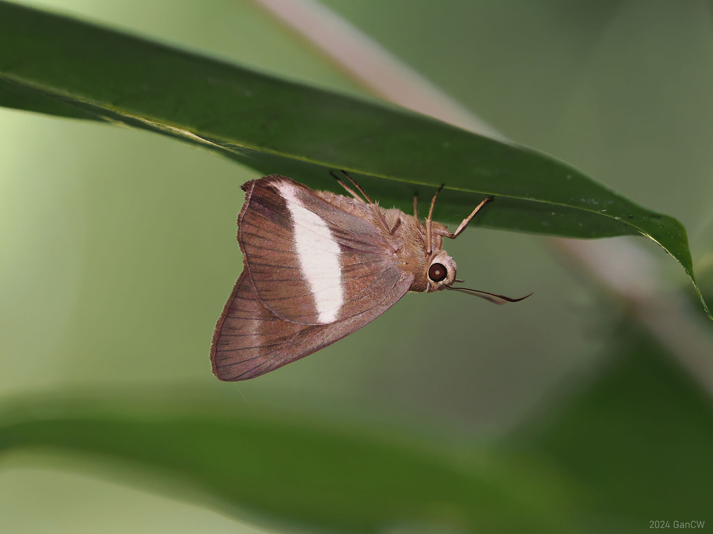 Broad-banded Awl