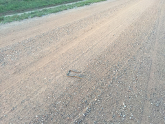 Ophisaurus attenuatus