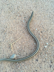 Ophisaurus attenuatus