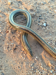 Ophisaurus attenuatus