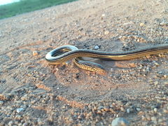 Ophisaurus attenuatus