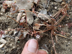 Claytonia rubra rubra