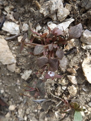 Claytonia rubra rubra