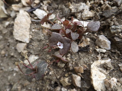 Claytonia rubra rubra