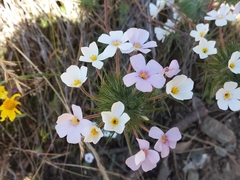 Leptosiphon montanus