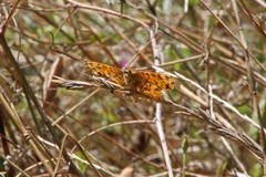 Phyciodes mylitta