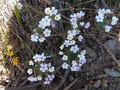 Leptosiphon montanus