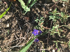 Anagallis