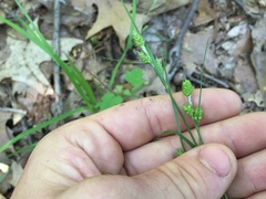 Carex hirsutella