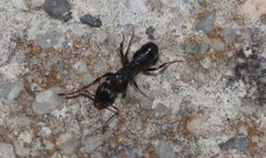 Rhytidoponera victoriae