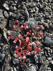 Systenotheca vortriedei