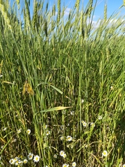 Libelloides longicornis