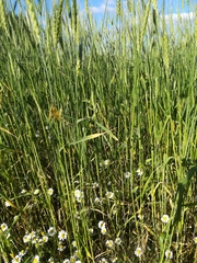 Libelloides longicornis