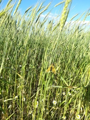 Libelloides longicornis