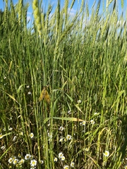 Libelloides longicornis