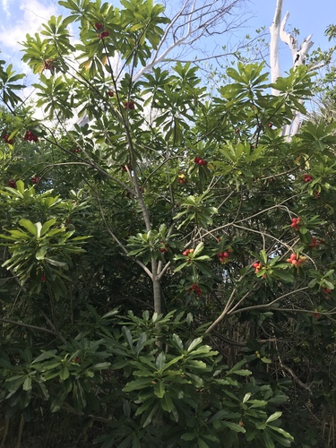 Ochrosia elliptica image