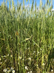 Libelloides longicornis