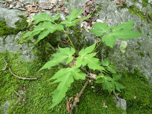 Angelica inaequalis iNat (1)