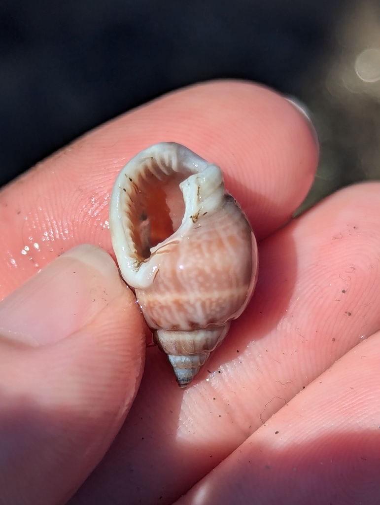 Nassarius graphiterus from Coquette Point QLD 4860, Australia on July ...