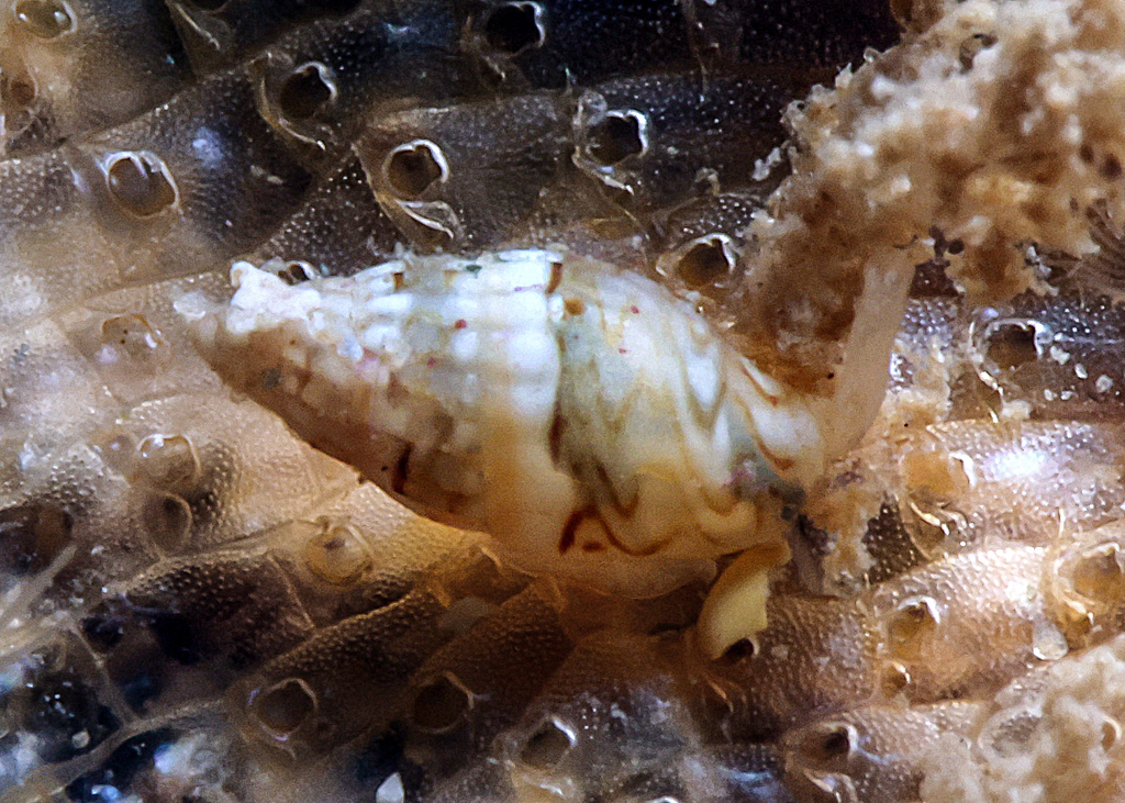Zafra vercoi