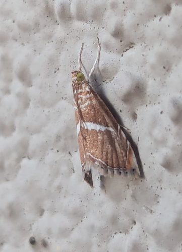 White-trimmed Abegesta photo 4
