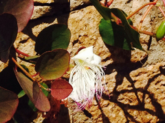 Capparis spinosa
