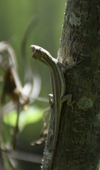Anolis litoralis