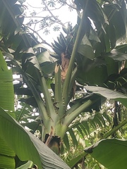 Musa troglodytarum