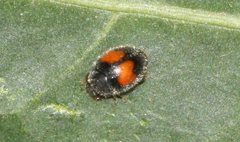 Diomus notescens