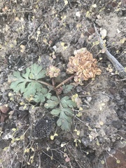 Cymopterus