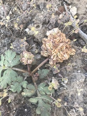 Cymopterus