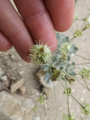 Eriogonum saxatile