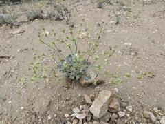 Eriogonum saxatile