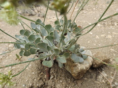 Eriogonum saxatile