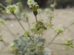 Eriogonum saxatile