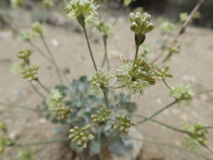 Eriogonum saxatile