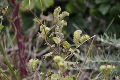 Phacelia malvifolia