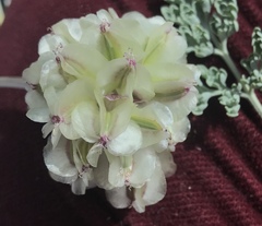 Cymopterus